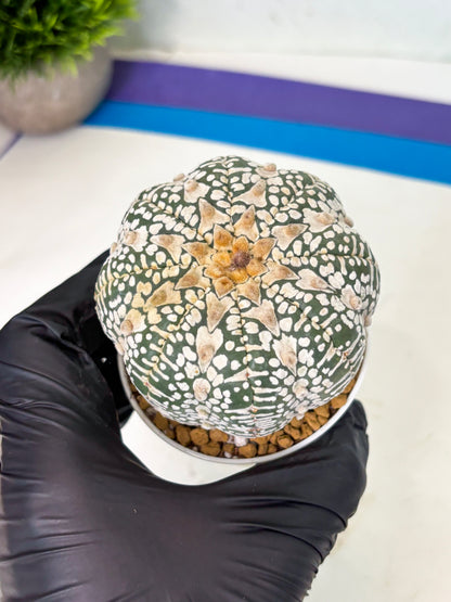 Astrophytum V-Type (at4) (r3) | Ship from Nevada