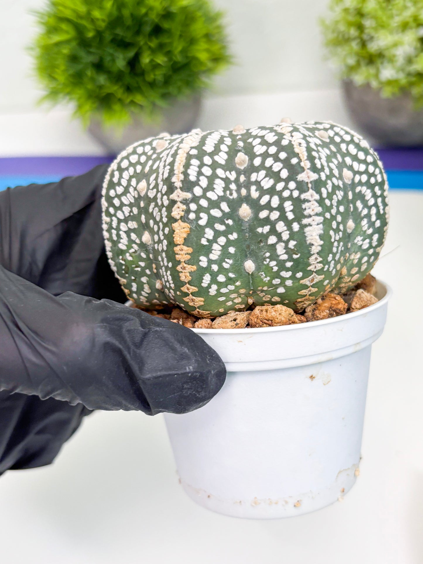 Astrophytum Super Kabuto (t7) (b7) | Imported Plants | 3" Pot