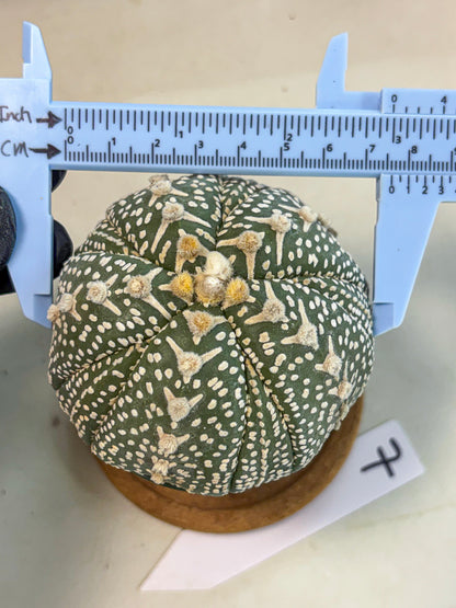 Astrophytum 5-Ribs (at7) (b7) | Living Rocks