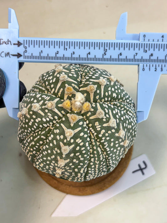 Astrophytum 5-Ribs (at7) (b7) | Living Rocks