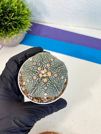 Astrophytum Fukuryu (at8) (14) | Rare Plant | Succulent Cactus