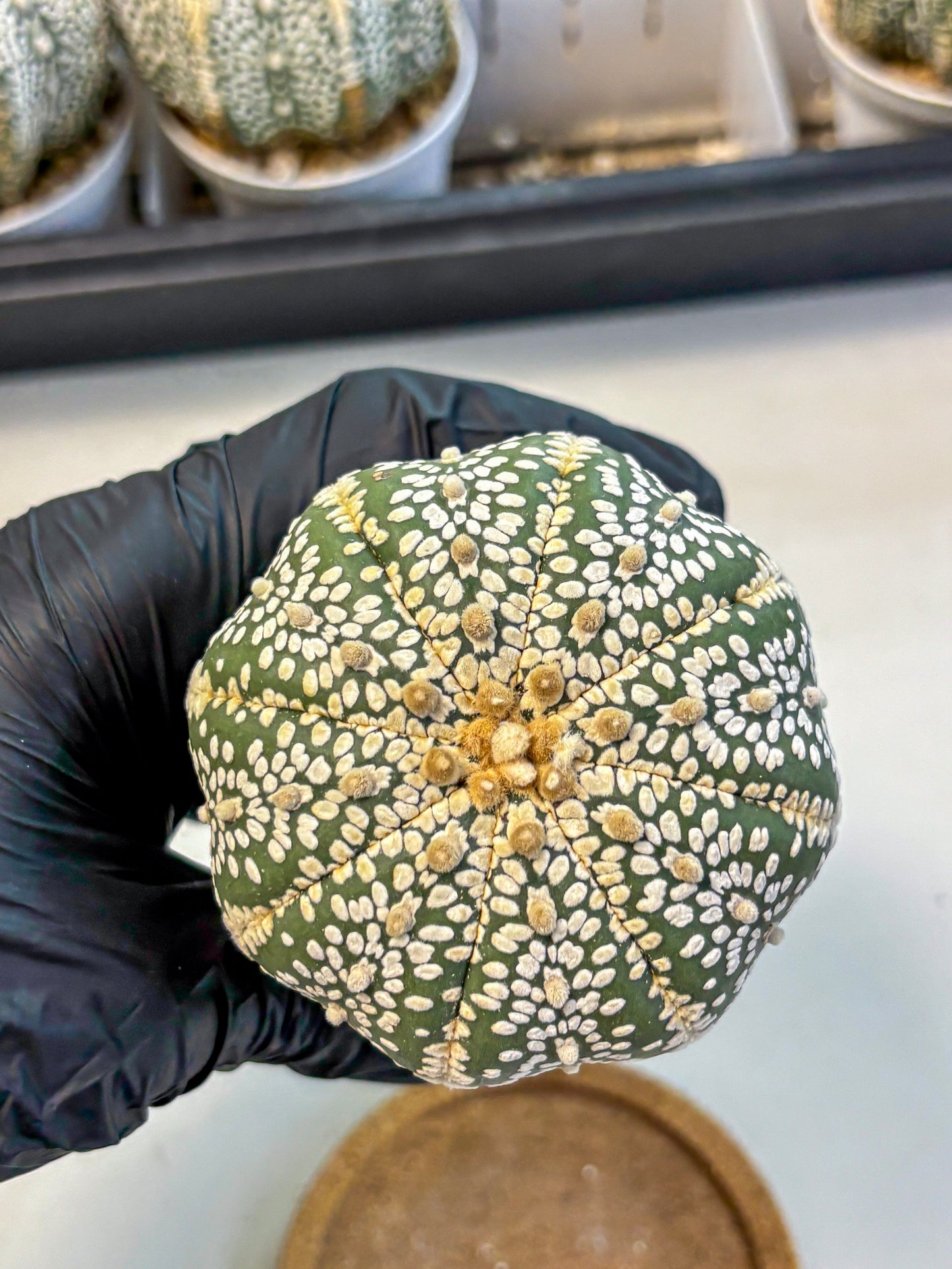 Astrophytum Super Kabuto (at10) (15) | sand dollar cactus
