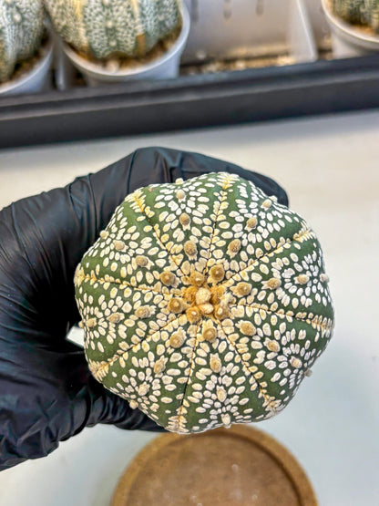 Astrophytum Super Kabuto (at10) (15) | sand dollar cactus