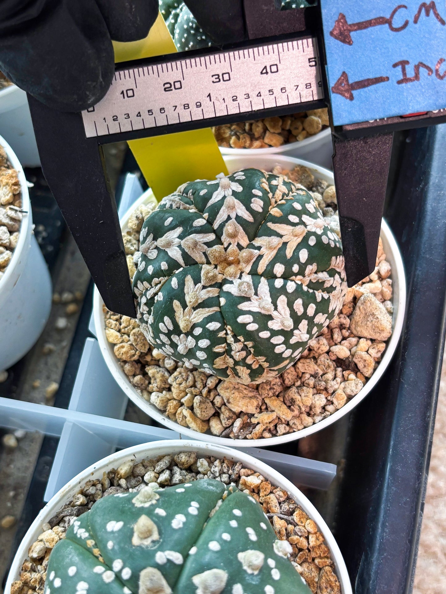 Astrophytum 5-Rib (T11) (y6) | Imported From Taiwan