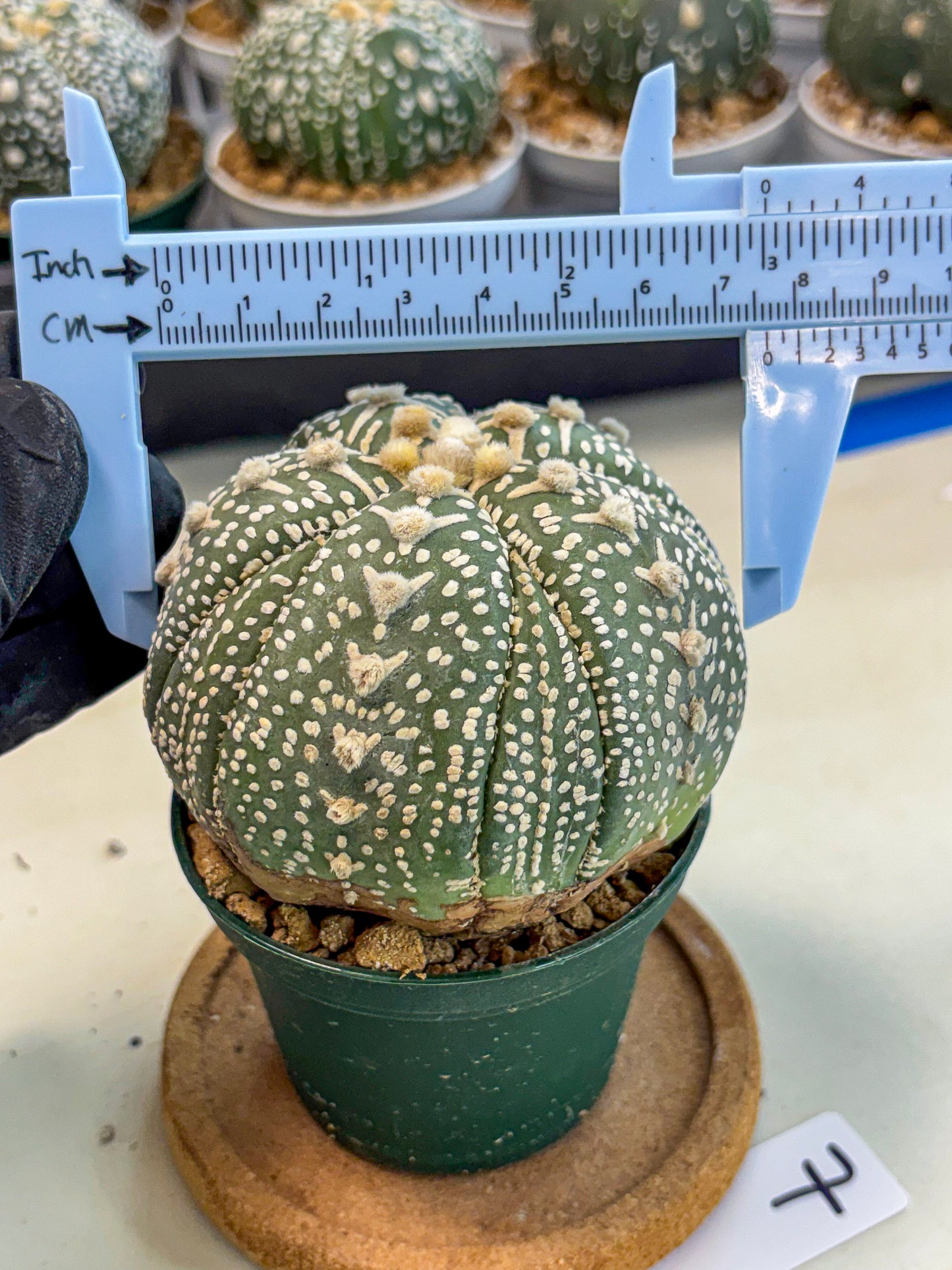 Astrophytum 5-Ribs (at7) (b7) | Living Rocks