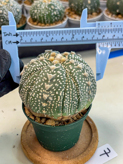 Astrophytum 5-Ribs (at7) (b7) | Living Rocks