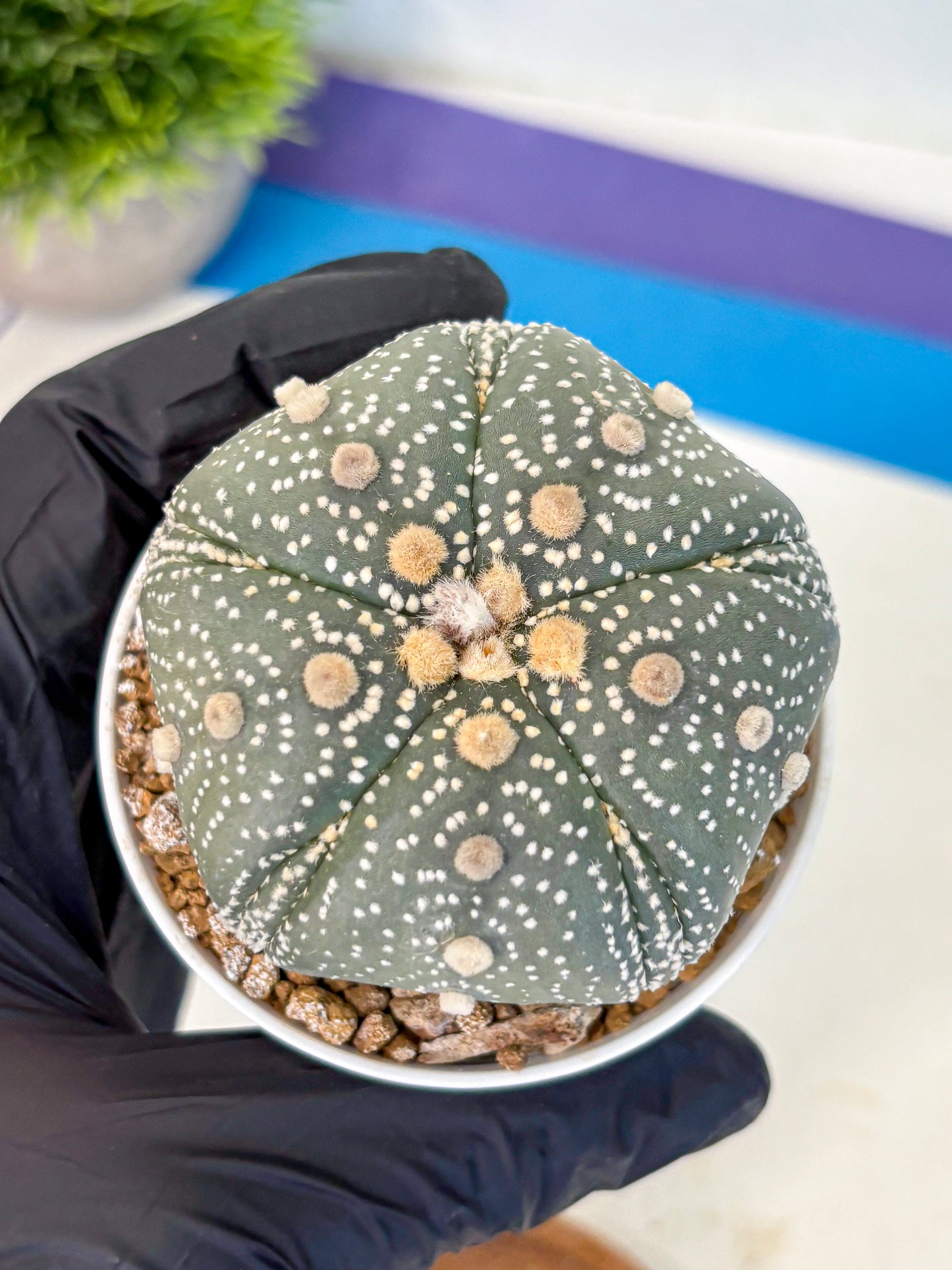 Astrophytum Fukuryu (at8) (14) | Rare Plant | Succulent Cactus