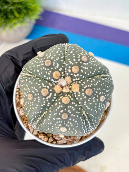Astrophytum Fukuryu (at8) (14) | Rare Plant | Succulent Cactus