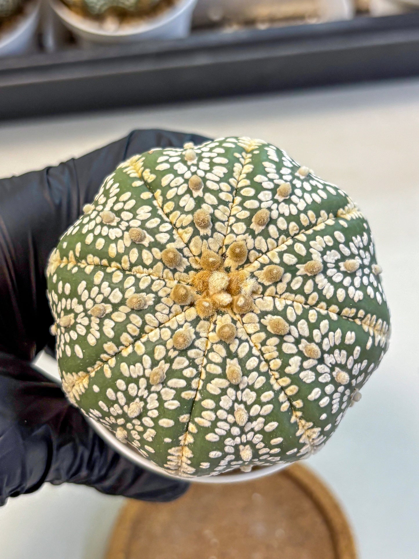 Astrophytum Super Kabuto (at10) (15) | sand dollar cactus