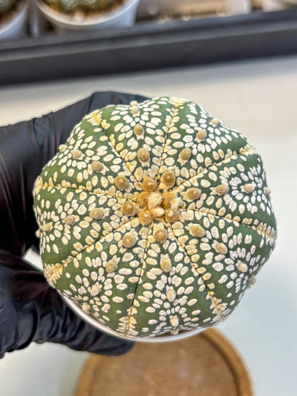 Astrophytum Super Kabuto (at10) (15) | sand dollar cactus