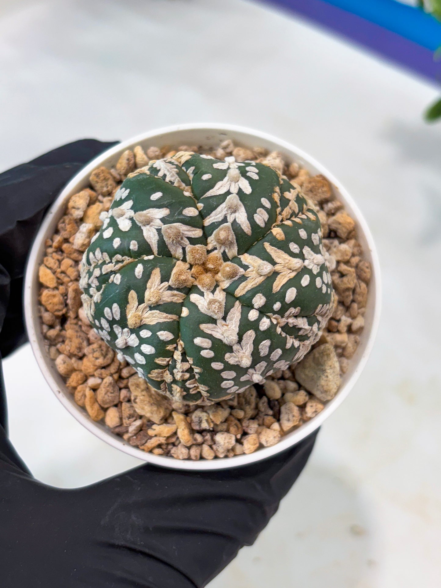 Astrophytum 5-Rib (T11) (y6) | Imported From Taiwan