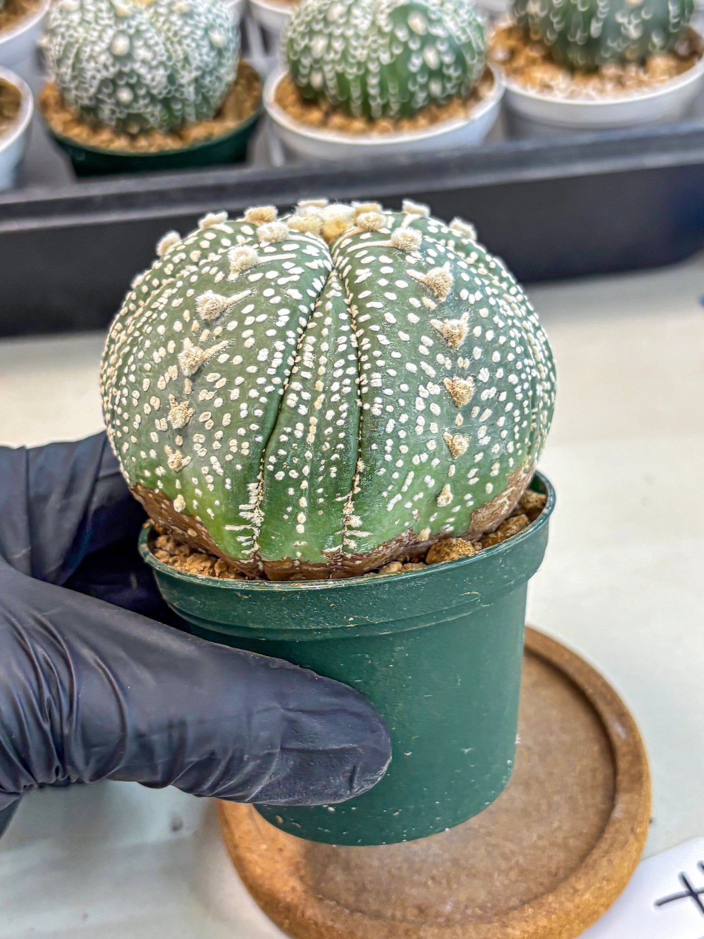 Astrophytum 5-Ribs (at7) (b7) | Living Rocks