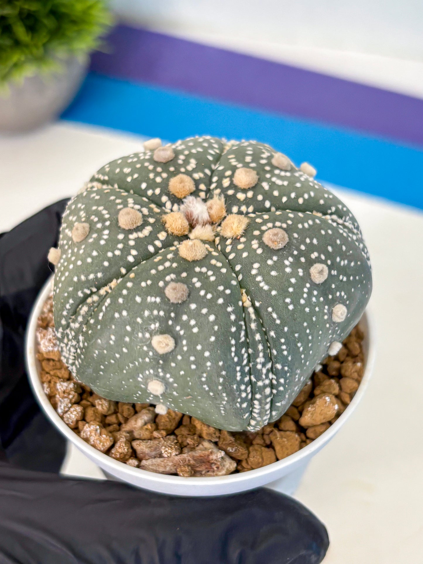 Astrophytum Fukuryu (at8) (14) | Rare Plant | Succulent Cactus
