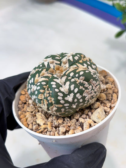 Astrophytum 5-Rib (T11) (y6) | Imported From Taiwan