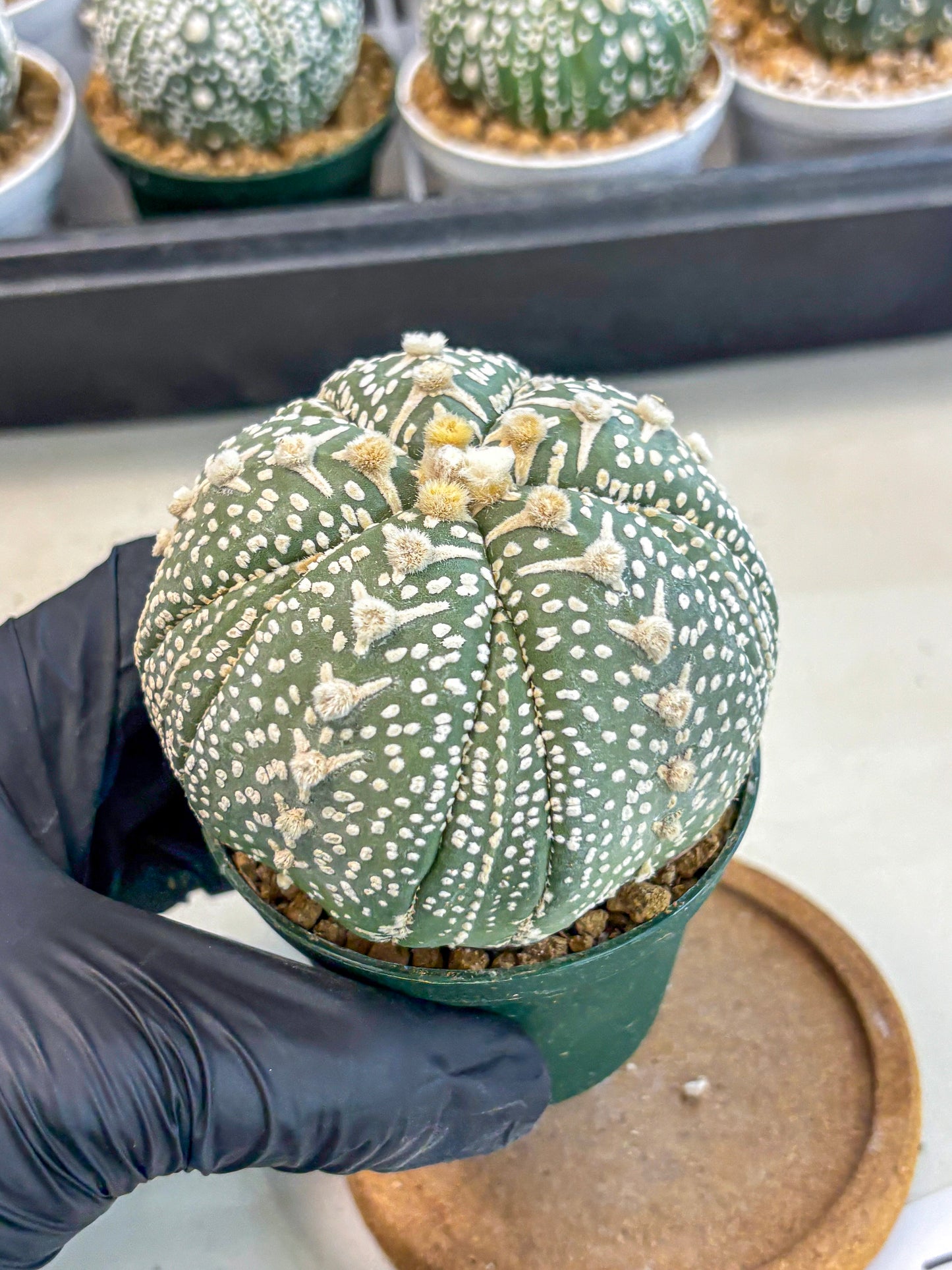 Astrophytum 5-Ribs (at7) (b7) | Living Rocks