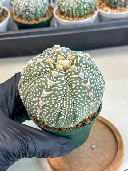Astrophytum 5-Ribs (at7) (b7) | Living Rocks