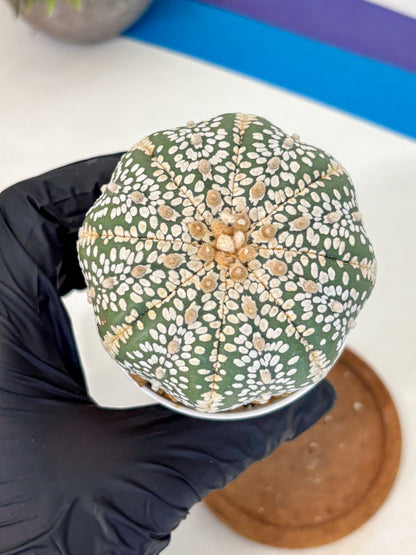 Astrophytum Super Kabuto (at10) (15) | sand dollar cactus