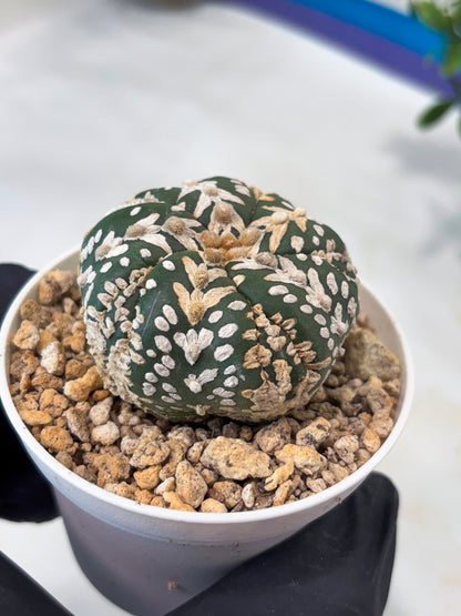 Astrophytum 5-Rib (T11) (y6) | Imported From Taiwan