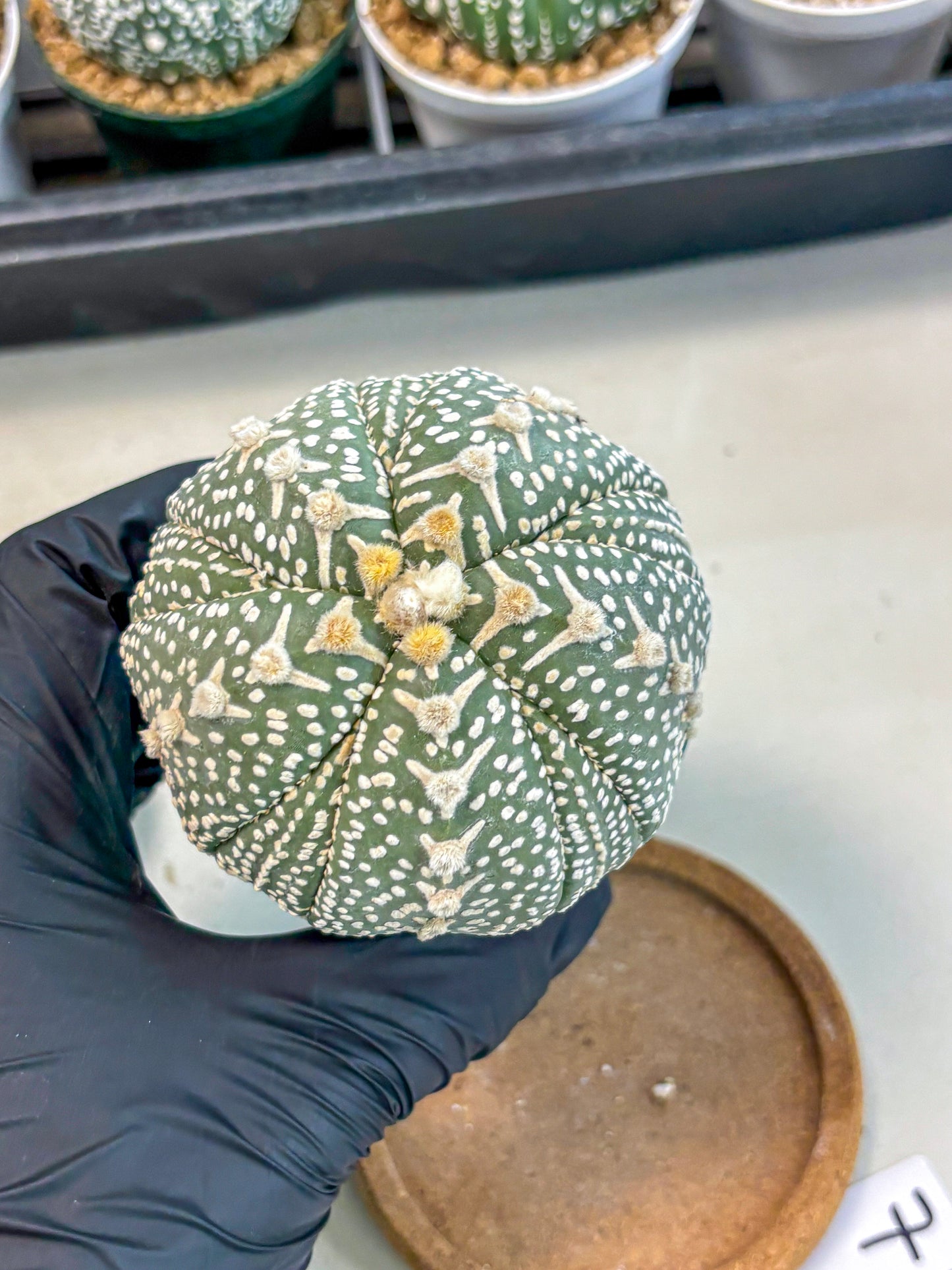 Astrophytum 5-Ribs (at7) (b7) | Living Rocks