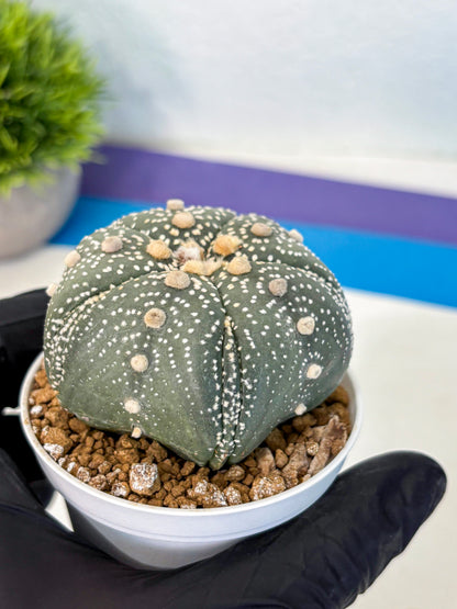 Astrophytum Fukuryu (at8) (14) | Rare Plant | Succulent Cactus