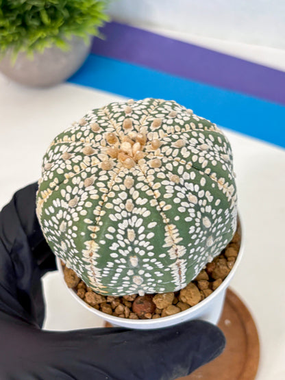 Astrophytum Super Kabuto (at10) (15) | sand dollar cactus