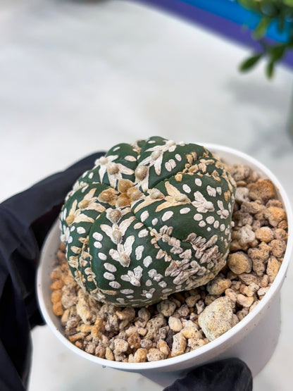 Astrophytum 5-Rib (T11) (y6) | Imported From Taiwan