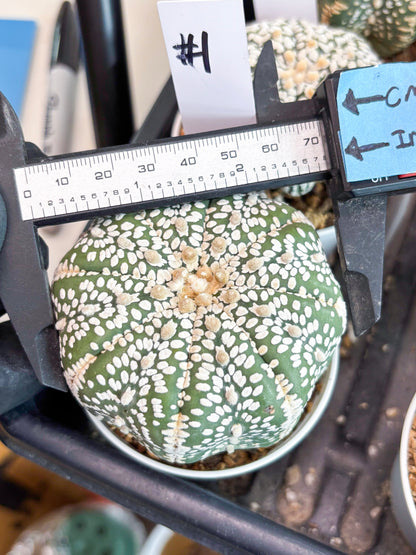 Astrophytum Super Kabuto (t7) (p1) | Imported Plants | 3" Pot