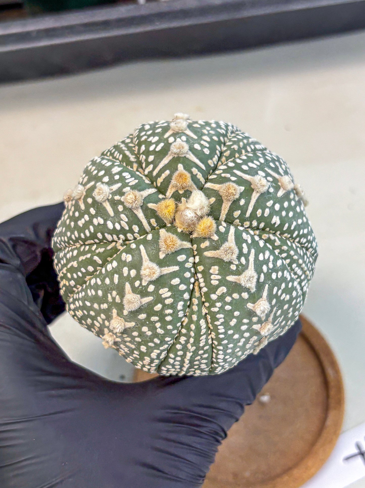Astrophytum 5-Ribs (at7) (b7) | Living Rocks
