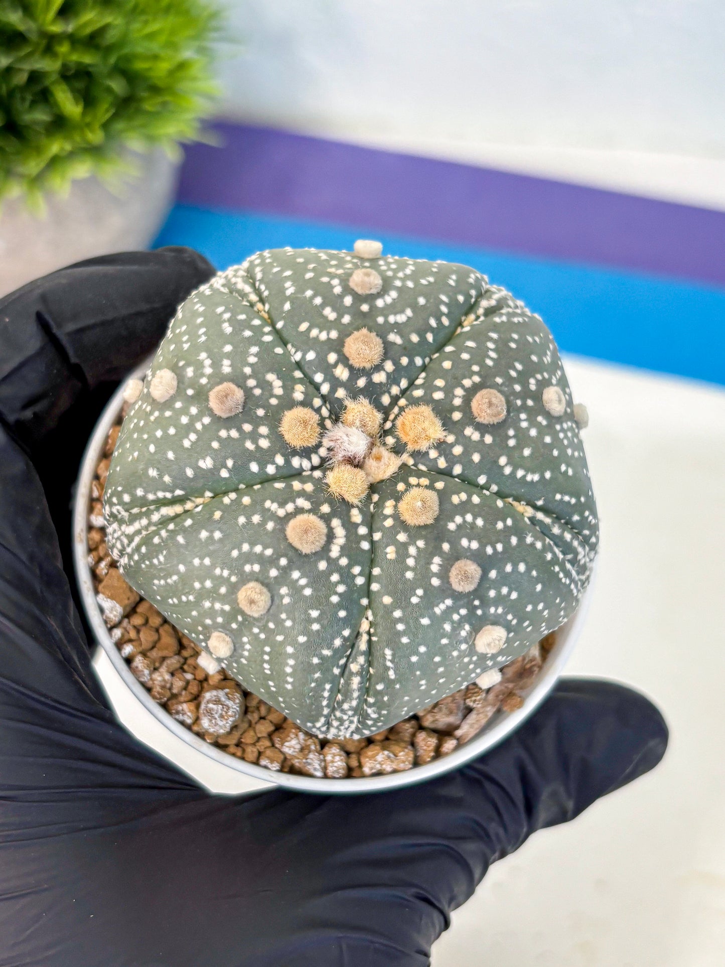 Astrophytum Fukuryu (at8) (14) | Rare Plant | Succulent Cactus