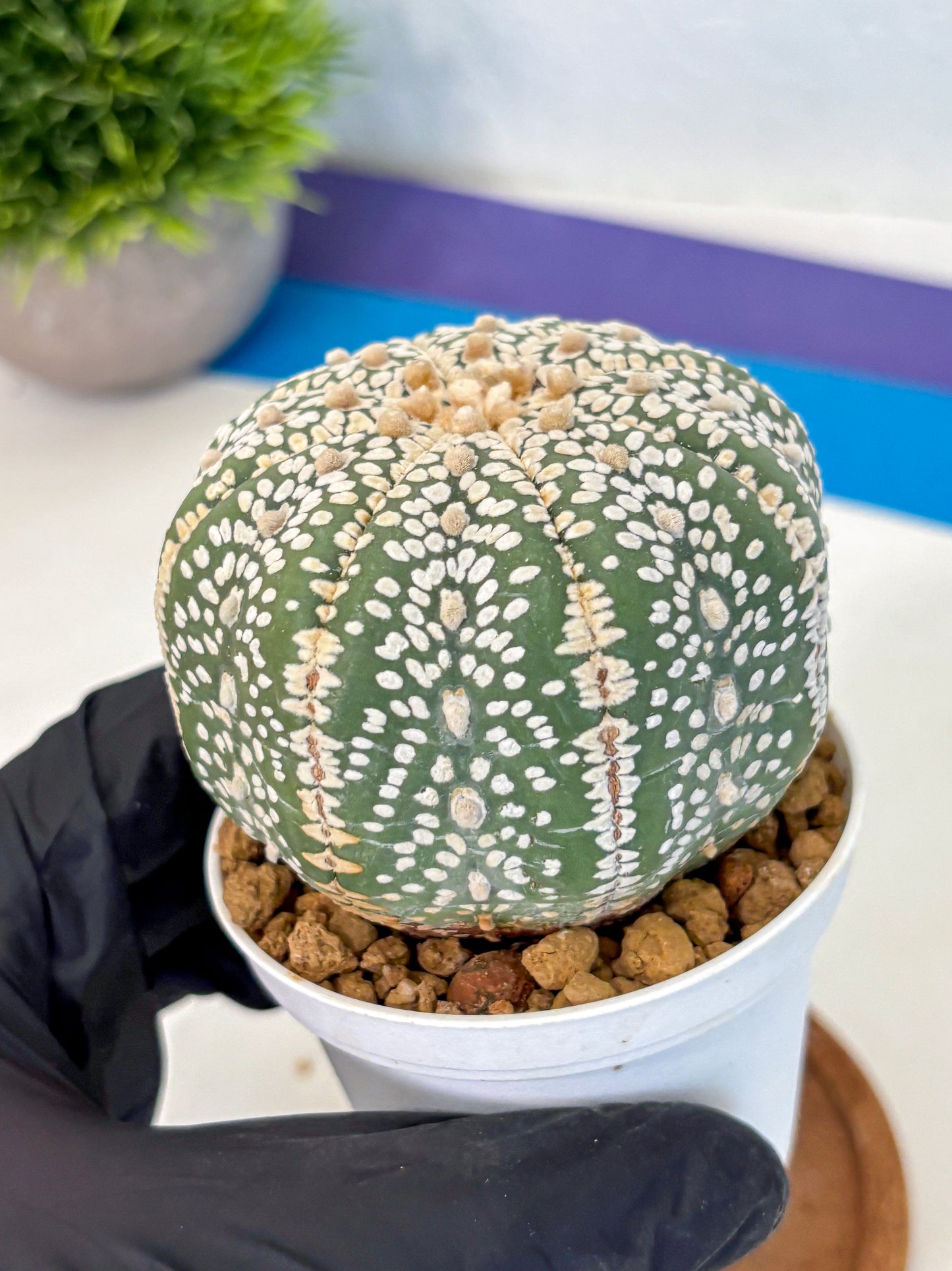 Astrophytum Super Kabuto (at10) (15) | sand dollar cactus