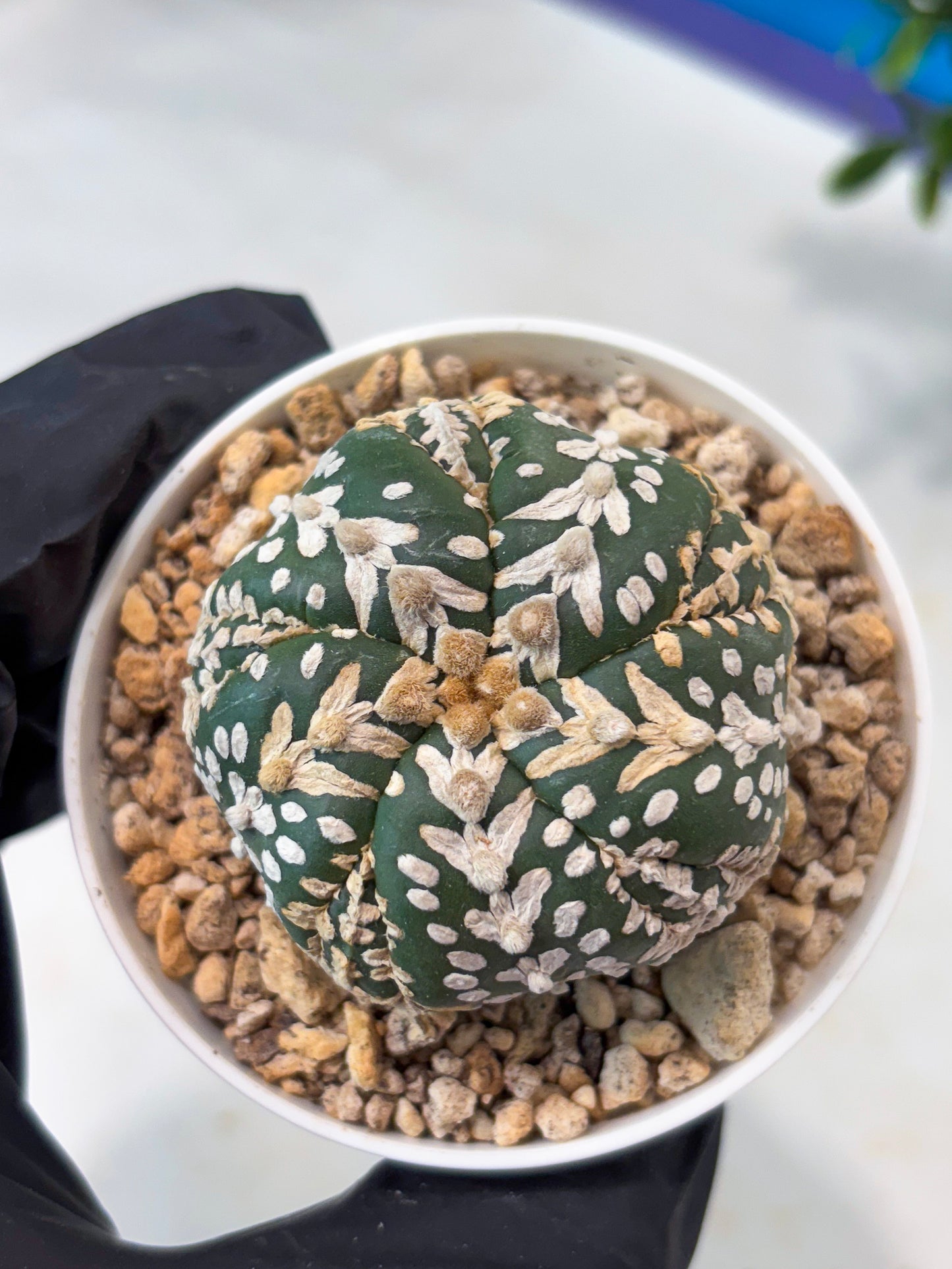 Astrophytum 5-Rib (T11) (y6) | Imported From Taiwan