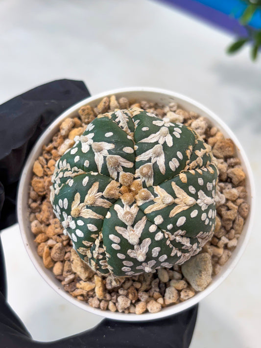 Astrophytum 5-Rib (T11) (y6) | Imported From Taiwan