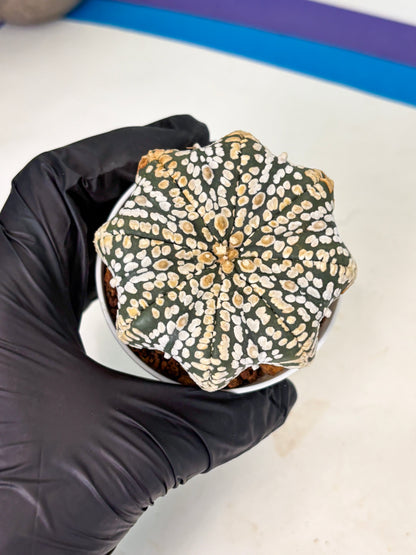Astrophytum Star Shape (at4) (g7) | Imported Plant