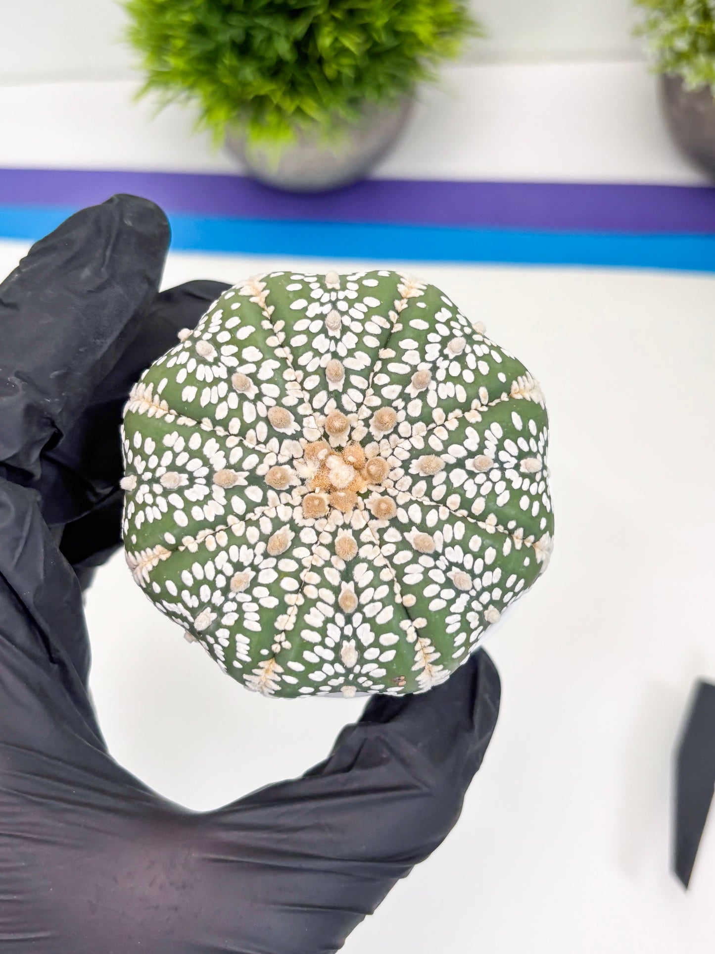 Astrophytum Super Kabuto (t7) (p1) | Imported Plants | 3" Pot