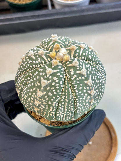 Astrophytum 5-Ribs (at7) (b7) | Living Rocks