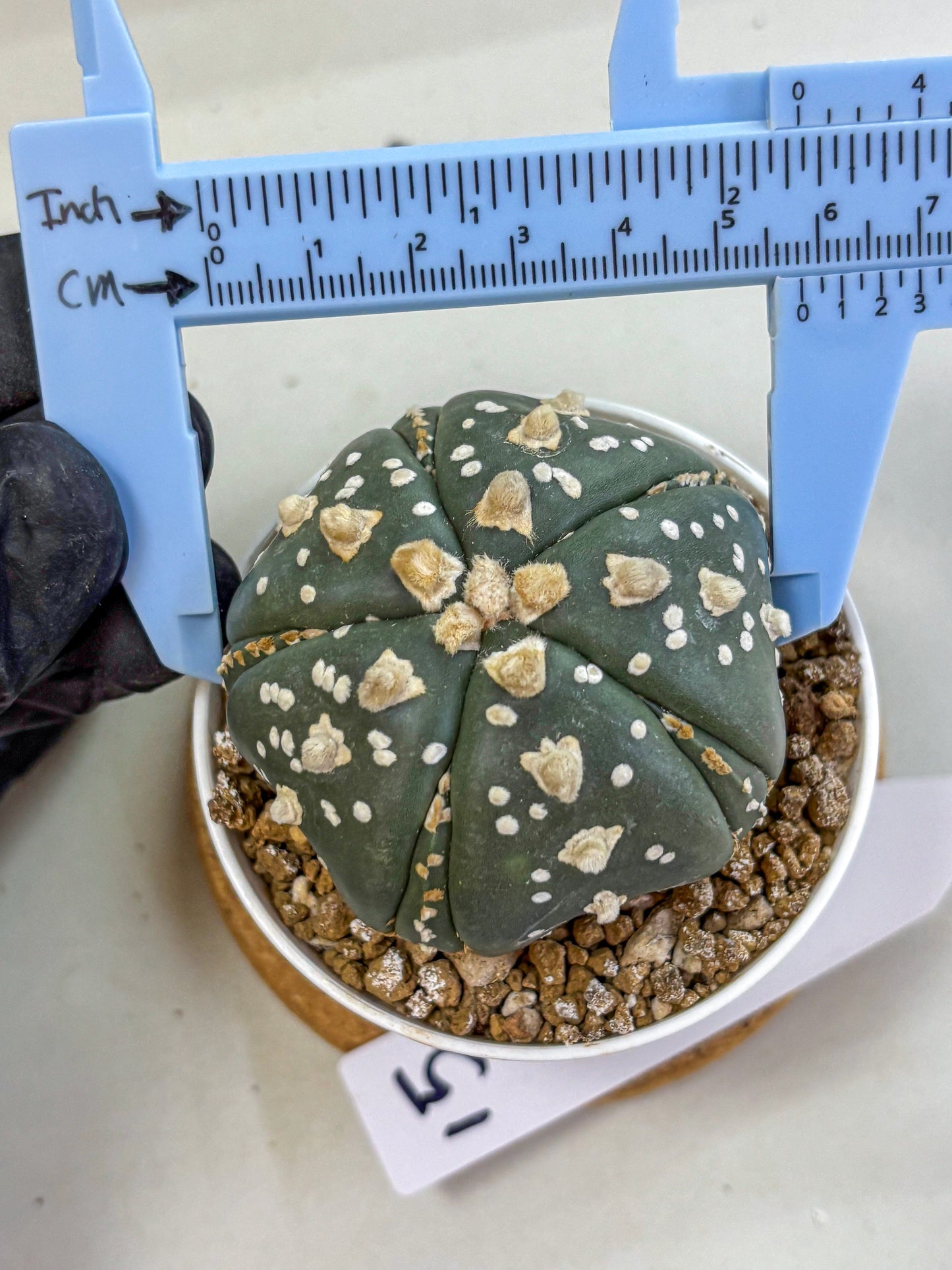 Astrophytum Fukuryu (at8) (15) | Rare Plant | Succulent Cactus