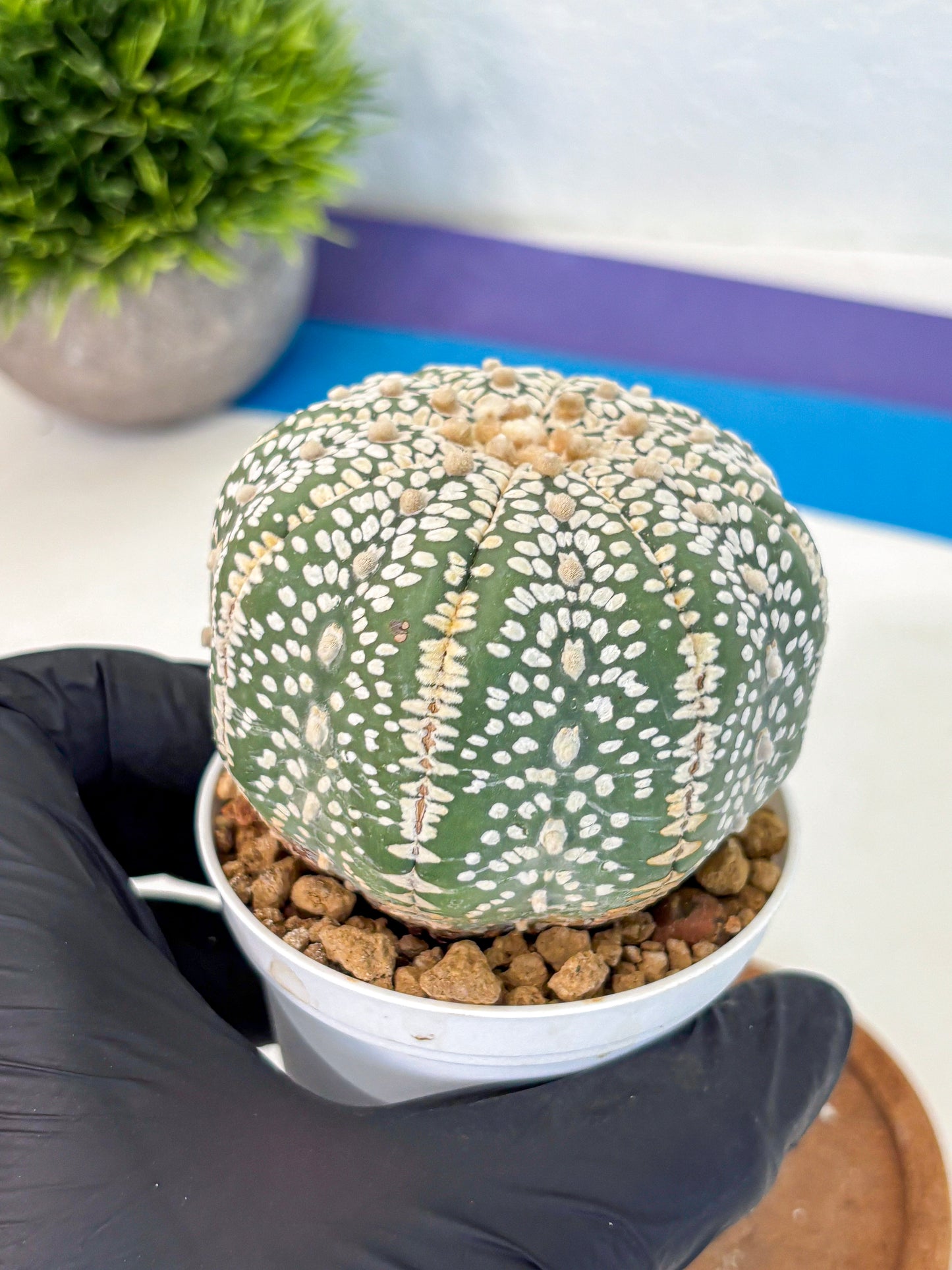 Astrophytum Super Kabuto (at10) (15) | sand dollar cactus