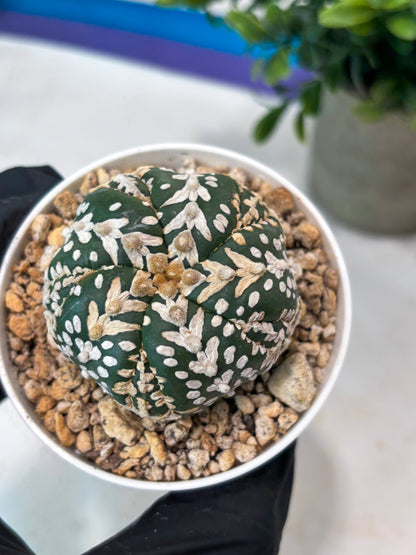 Astrophytum 5-Rib (T11) (y6) | Imported From Taiwan