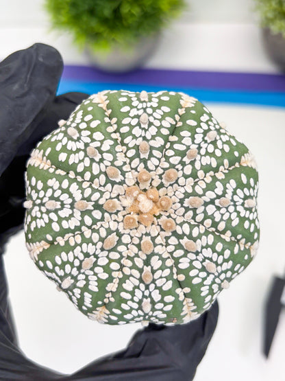 Astrophytum Super Kabuto (t7) (p1) | Imported Plants | 3" Pot