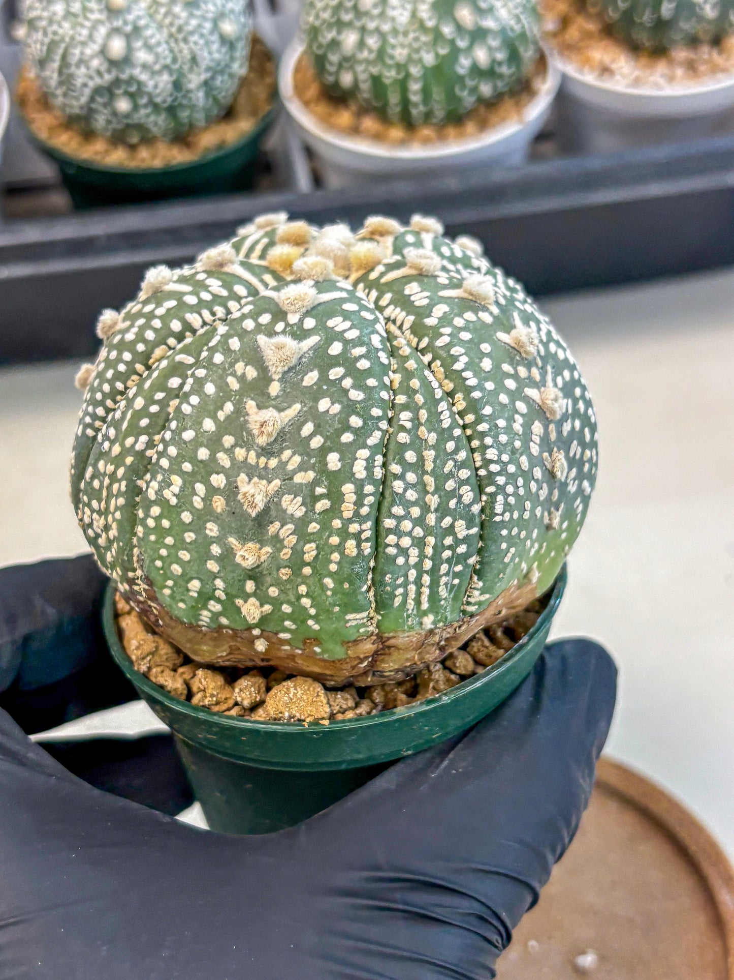 Astrophytum 5-Ribs (at7) (b7) | Living Rocks