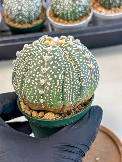 Astrophytum 5-Ribs (at7) (b7) | Living Rocks