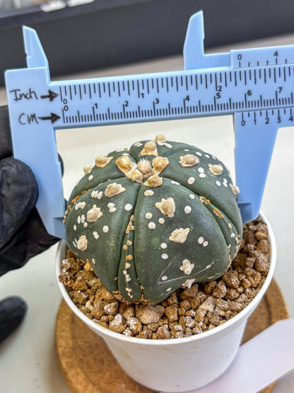 Astrophytum Fukuryu (at8) (15) | Rare Plant | Succulent Cactus