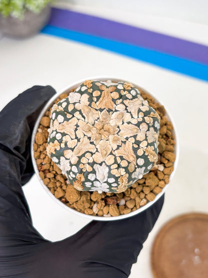 Astrophytum V-Type (at1) (p7) | Imported Cactus