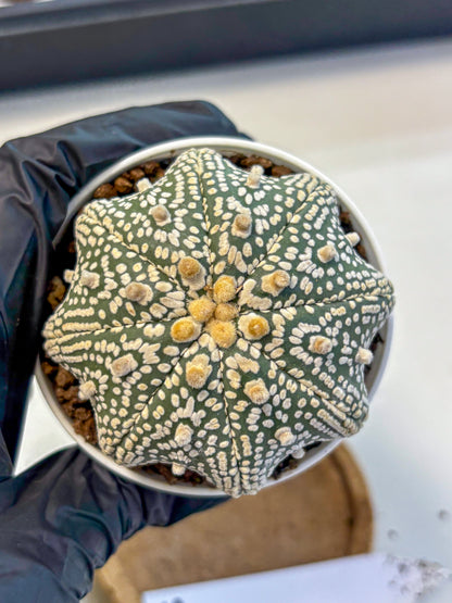Astrophytum V Type (at5) (05) |  Sea urchin cactus