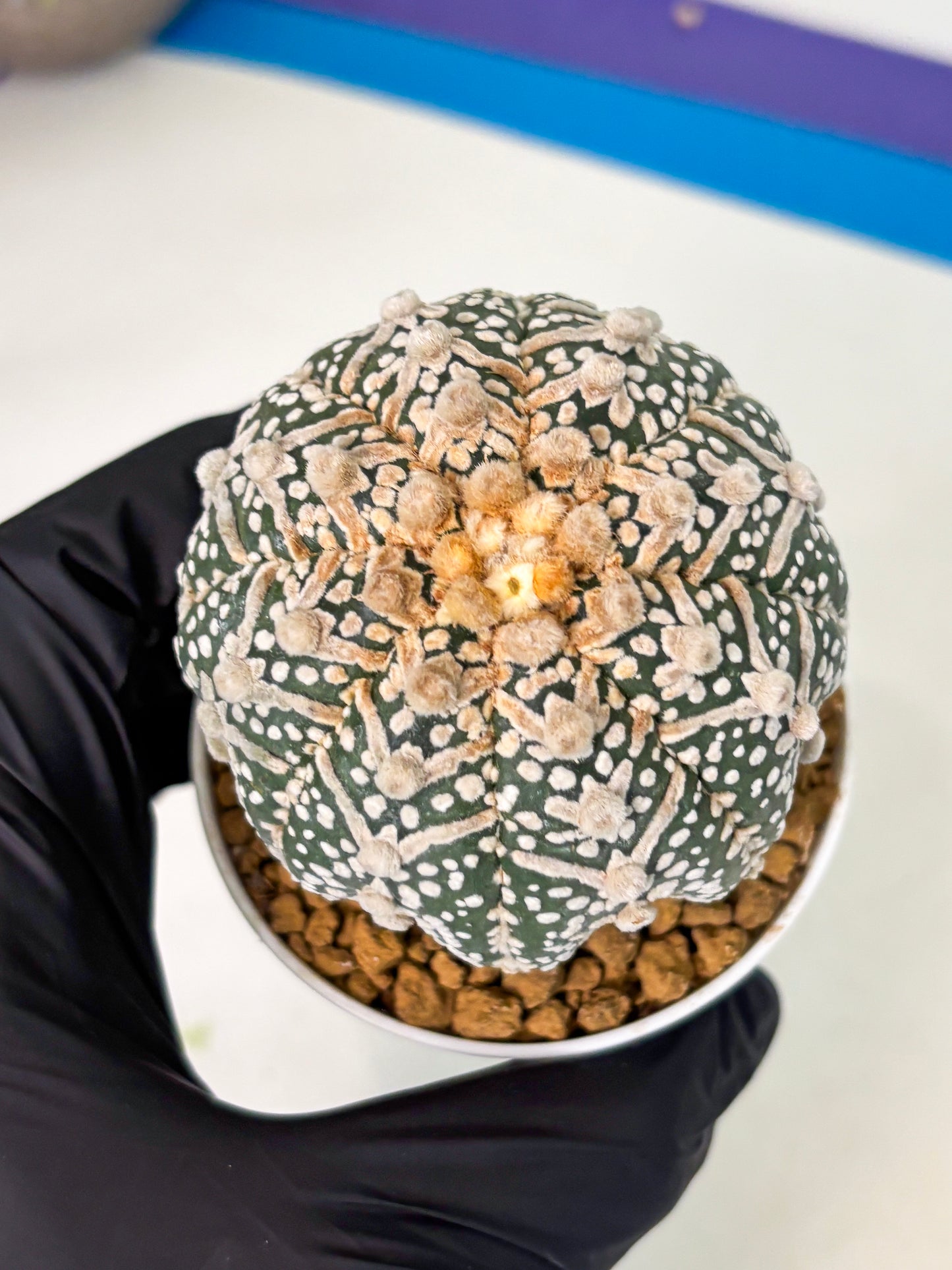 Astrophytum V-Type (at5) (p4) | Rare imported Plant