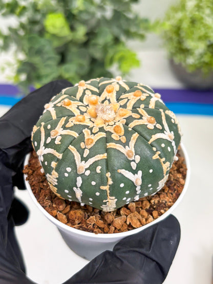 Astrophytum Super Kabuto V Type (T4) (y5) | Las Vegas Seller | 3" Pot