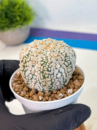 Astrophytum V Type (at2) (05) | Live Plant | Rare Collection