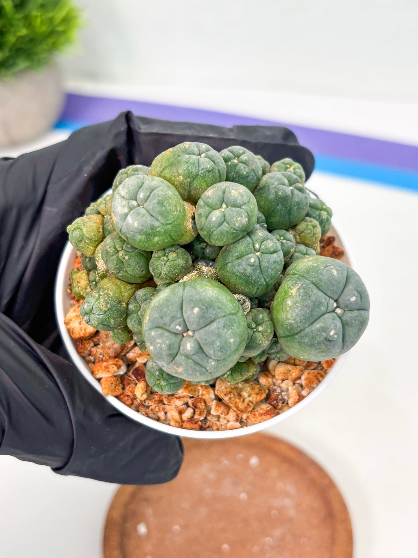 Spineless Cactus (Lo1) (g3) | For Advanced Growers