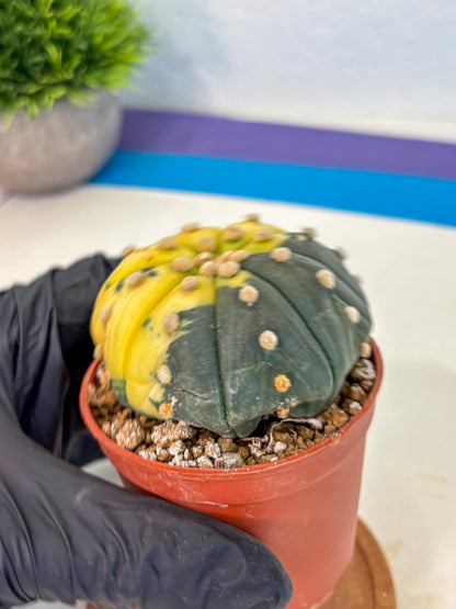 Astrophytum Variegated (at9) (05) | Rare Plant | Live Cactus