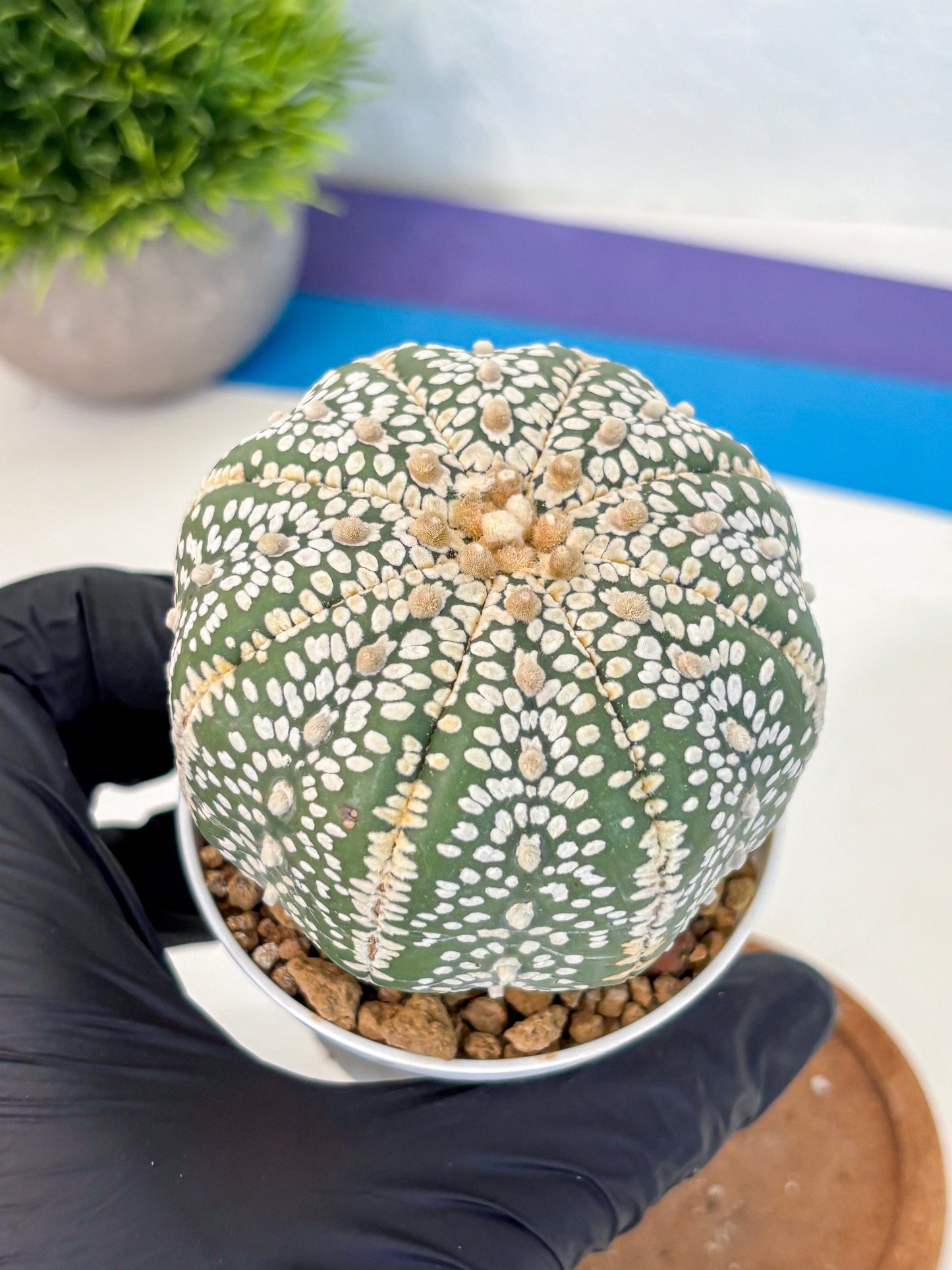 Astrophytum Super Kabuto (at10) (15) | sand dollar cactus